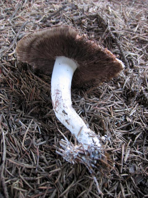 Agaricus da determinare